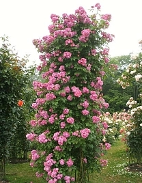 Перенниал Блю (Perennial Blue)